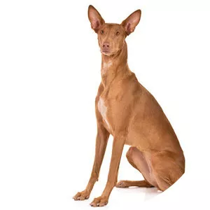 Pharaoh Hound