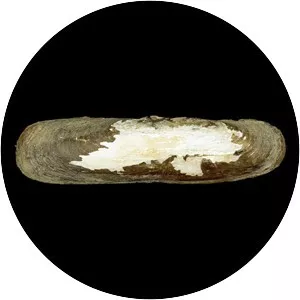 Pharella javanica