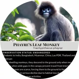 Phayre's leaf monkey - Primate