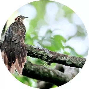 Pheasant cuckoo