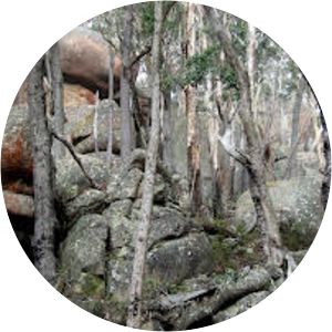 Pheasants Peak walking track Paddys Flat