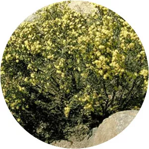 Phebalium squamulosum