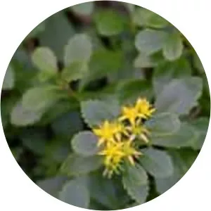 Phedimus aizoon var. floribundus