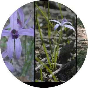 Pheladenia deformis - 