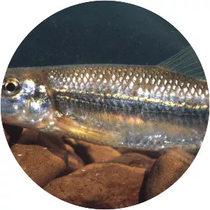 Phenacobius mirabilis