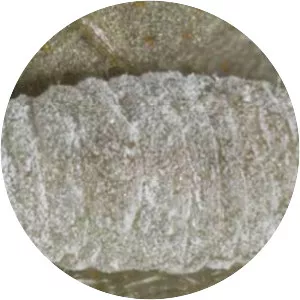 Phenacoccus - Insect