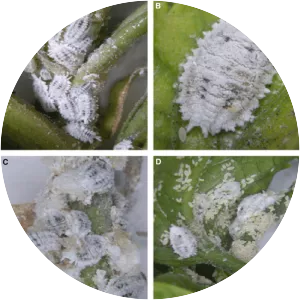 Phenacoccus solenopsis - 