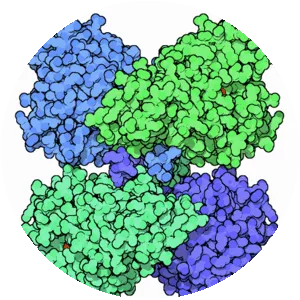 Phenylalanine hydroxylase - 