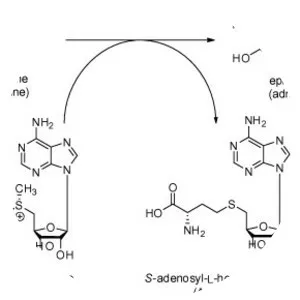 Phenylethanolamine N-methyltransferase - 
