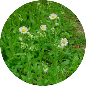 Philadelphia fleabane