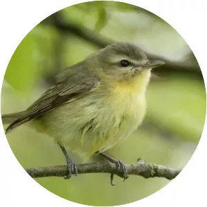 Philadelphia vireo