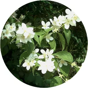 Philadelphus coronarius