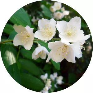 Philadelphus tenuifolius - Plants