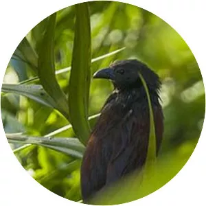 Philippine coucal