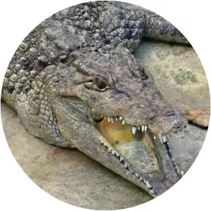 Philippine crocodile