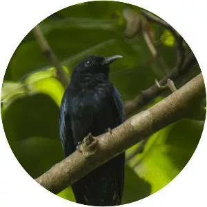 Philippine drongo-cuckoo