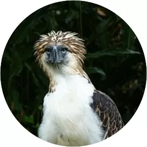Philippine eagle