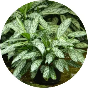 Philippine evergreen