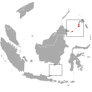 Philippine gray flying fox