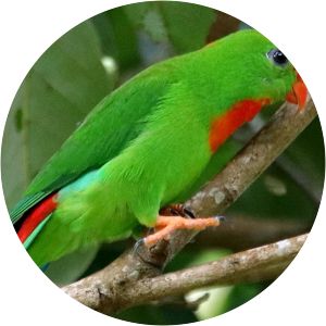 Philippine hanging parrot