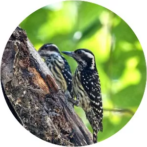 Philippine pygmy woodpecker
