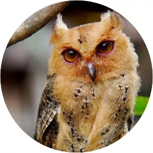 Philippine scops owl