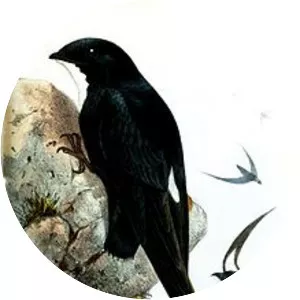 Philippine spine-tailed swift