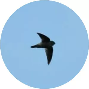 Philippine swiftlet - Bird
