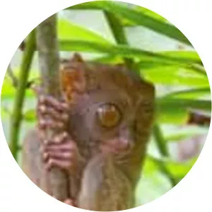 Philippine tarsier