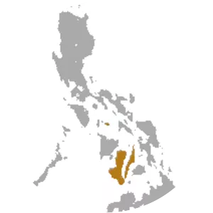 Philippine tube-nosed fruit bat - Animal