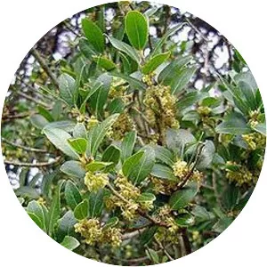 Phillyrea latifolia - Plants