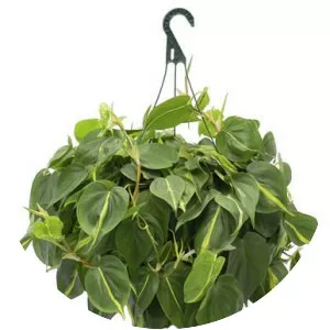 Philodendron cordatum