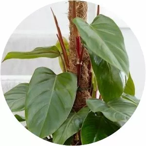 Philodendron erubescens