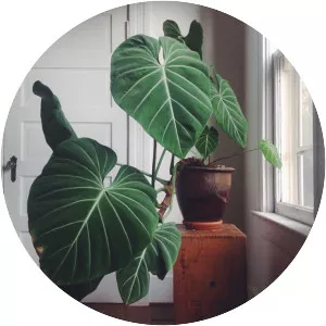 Philodendron gloriosum - Plants