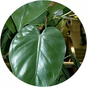 Philodendron hederaceum