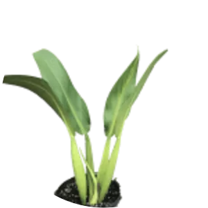 Philodendron martianum