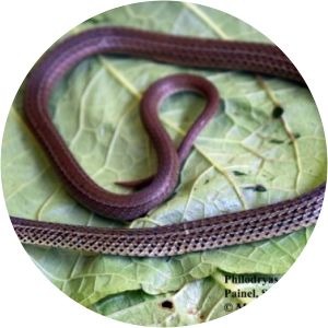 Philodryas agassizii - 