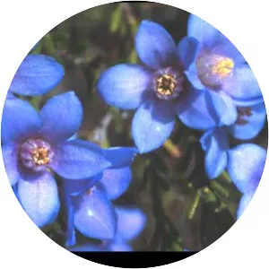 Philotheca nodiflora - 