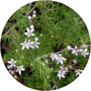 Philotheca spicata