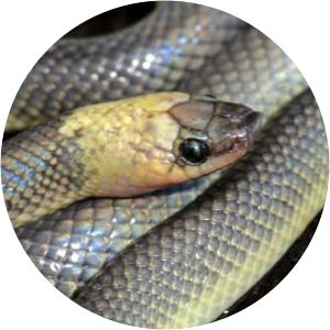 Phimophis guerini - 