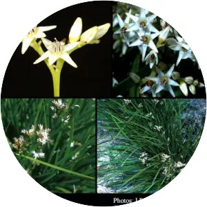 Phlebocarya ciliata - 