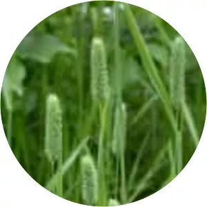Phleum - Plants