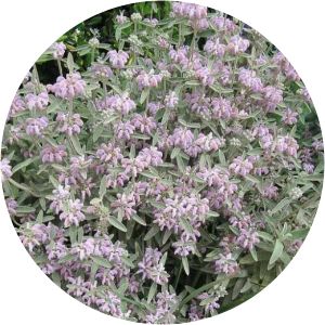 Phlomis italica - 