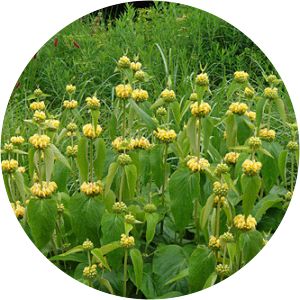 Phlomis