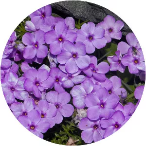 Phlox douglasii - Plants