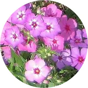 Phlox drummondii