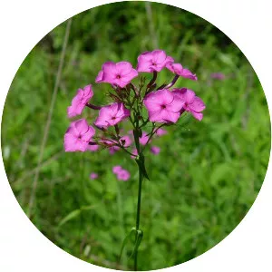 Phlox glaberrima - 
