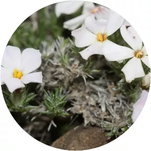 Phlox hoodii - Plants