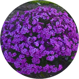 Phlox