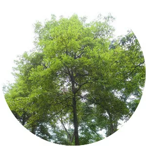 Phoebe zhennan - Plants